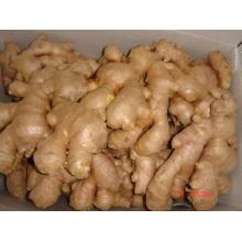 Erste Qualität Air Dry Ginger (150g und höher)